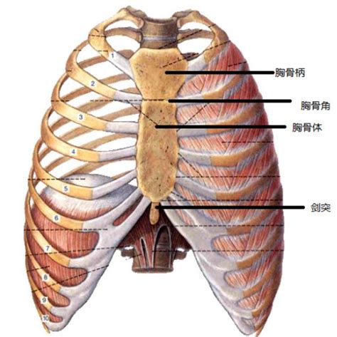 劍突圓球凸起痛|剑突痛症状